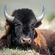 American bison / American buffalo (Bison bison) in the Yellowstone National Park, Wyoming, USA